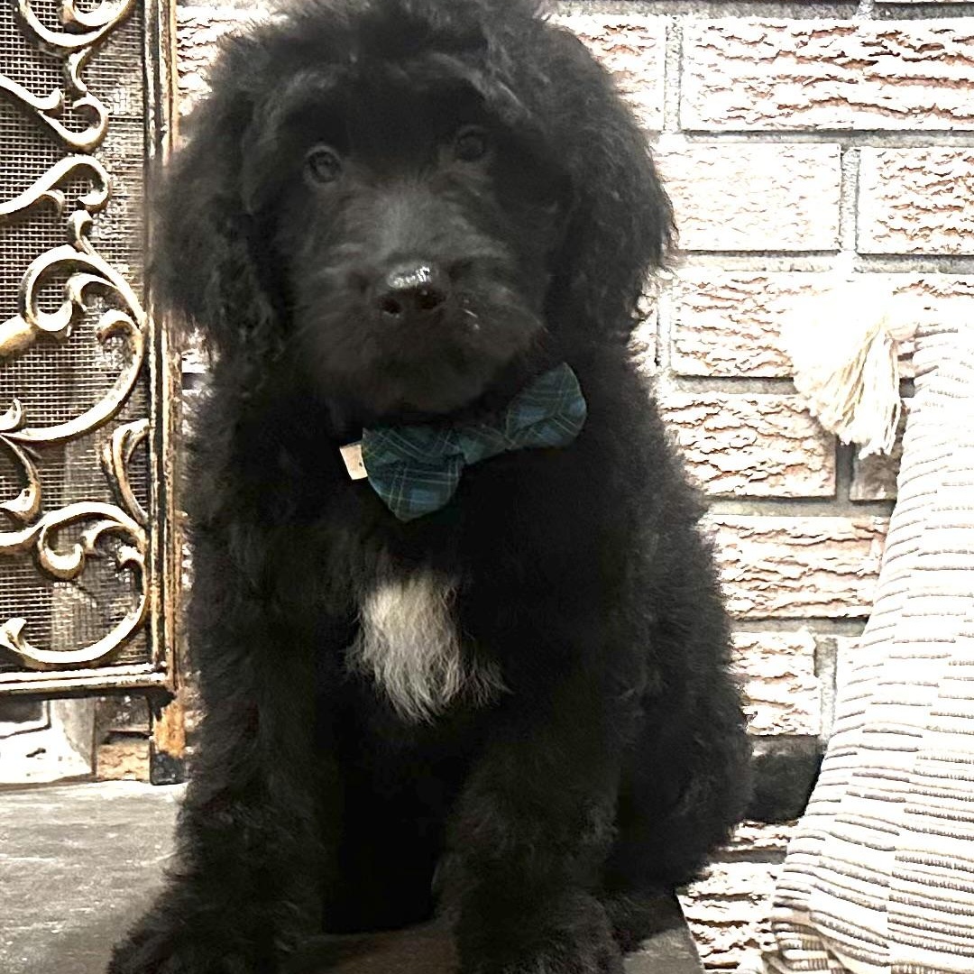Baby Branson, ADOPTABLE, Puppy Male Goldendoodle.
