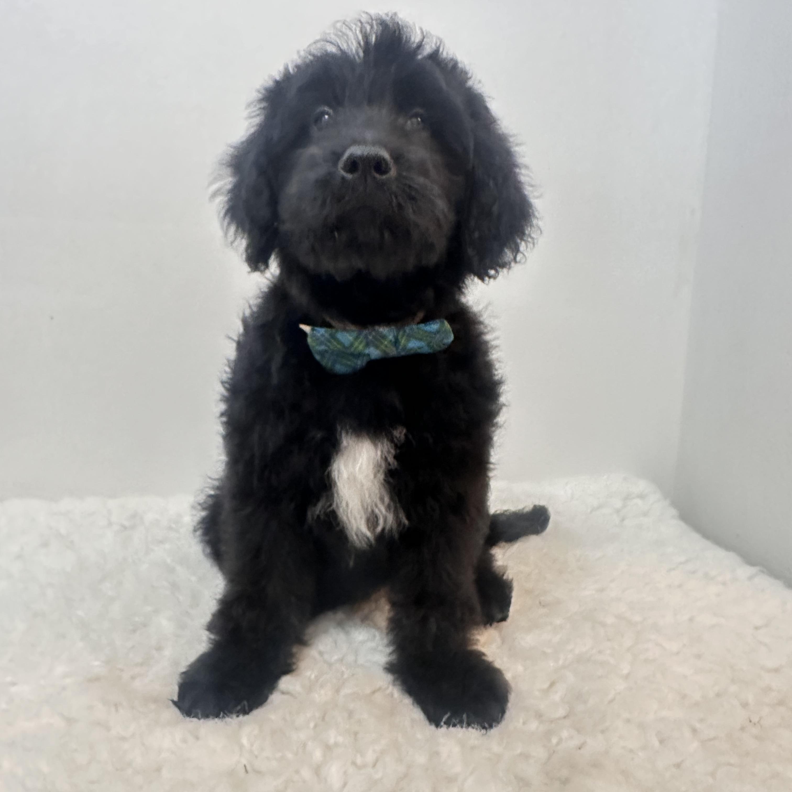 Enlarge Baby Branson, a ADOPTABLE Goldendoodle in Wrightstown, NJ image 4/6
