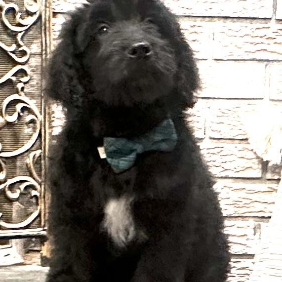 Enlarge Baby Branson, a ADOPTABLE Goldendoodle in Wrightstown, NJ image 3/6