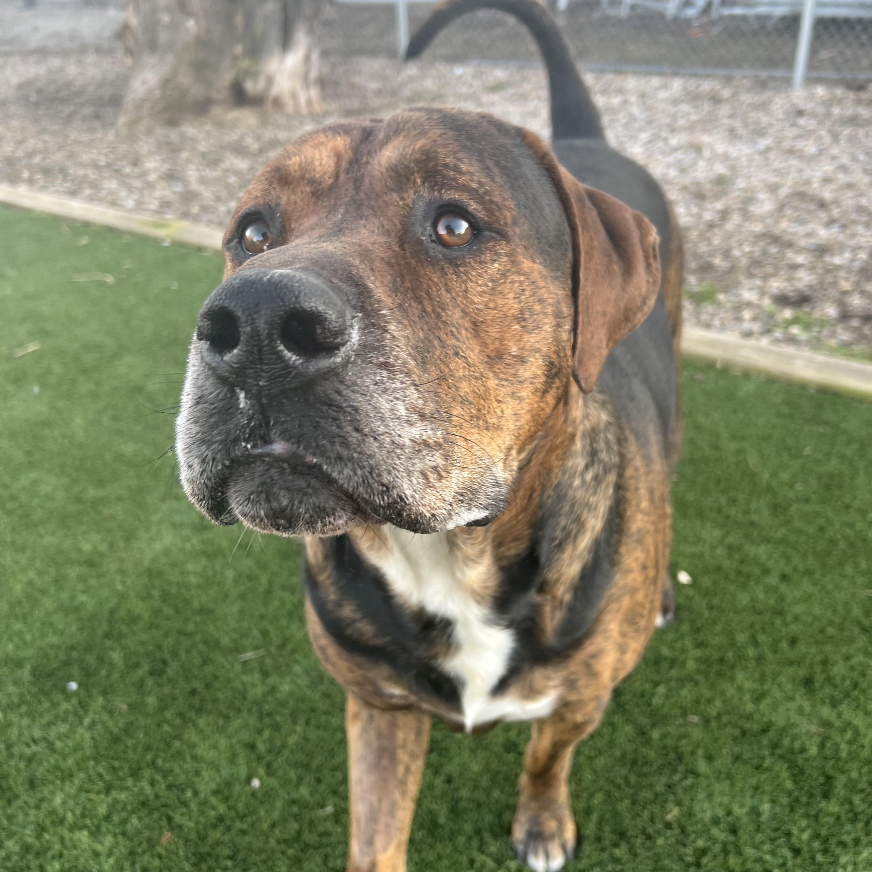 Caesar, adopted, Adult Male Rottweiler & Labrador Retriever.