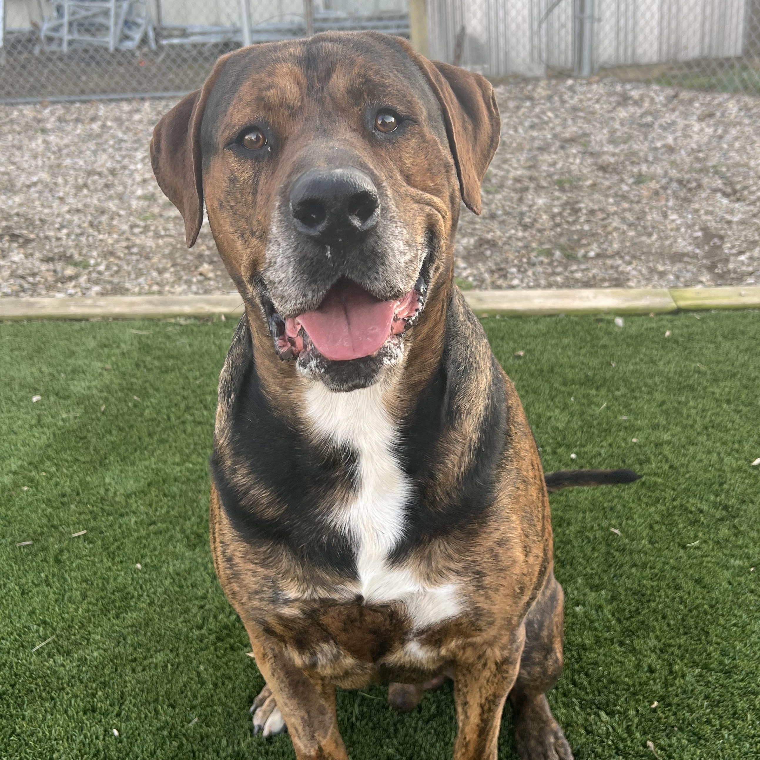 Caesar, an adopted mixed breed in Spencer, IA image 2/2