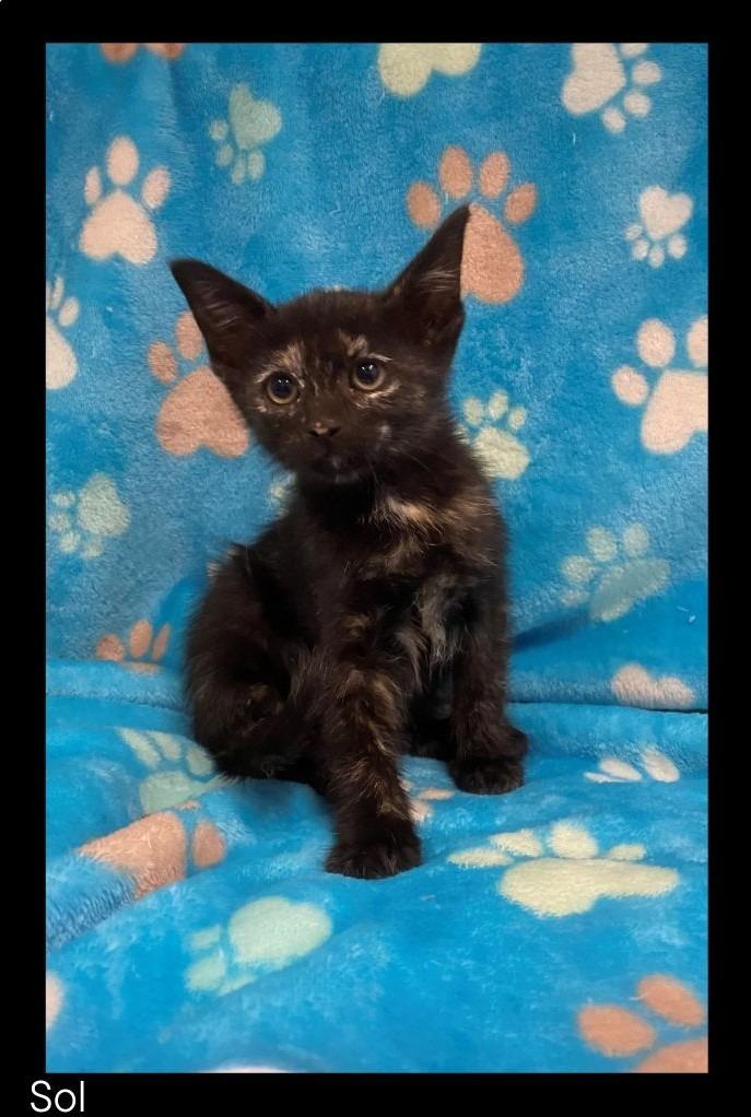 Sol, Adoptable, Kitten Female Domestic Short Hair.