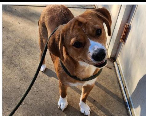 Hank, a ADOPTABLE mixed breed in Leesburg, VA image 1/3