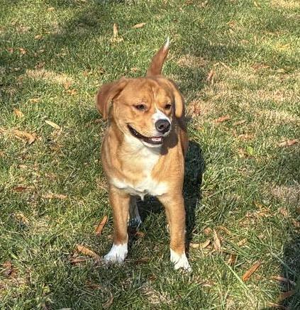 Hank, a ADOPTABLE mixed breed in Leesburg, VA image 2/3