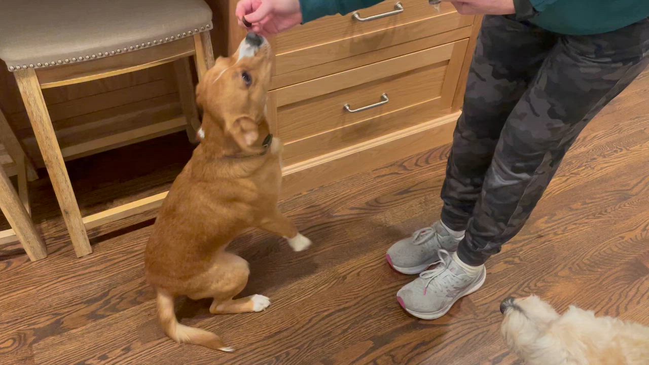 Enlarge Hank, a ADOPTABLE mixed breed in Leesburg, VA video 3/3