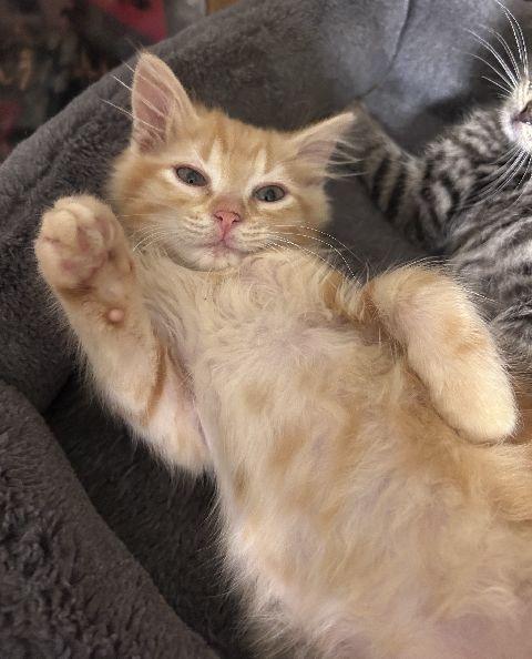 David, an adopted Domestic Long Hair in Lafayette, LA image 2/6