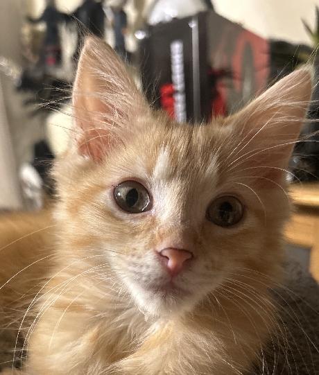 David, an adopted Domestic Long Hair in Lafayette, LA image 1/6