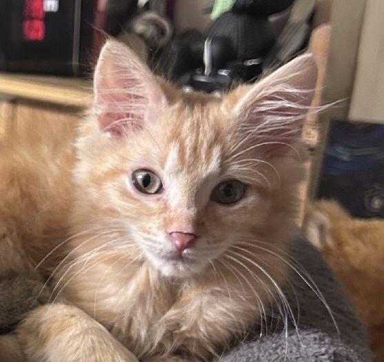 David, an adopted Domestic Long Hair in Lafayette, LA image 3/6