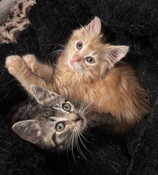 David, an adopted Domestic Long Hair in Lafayette, LA image 5/6