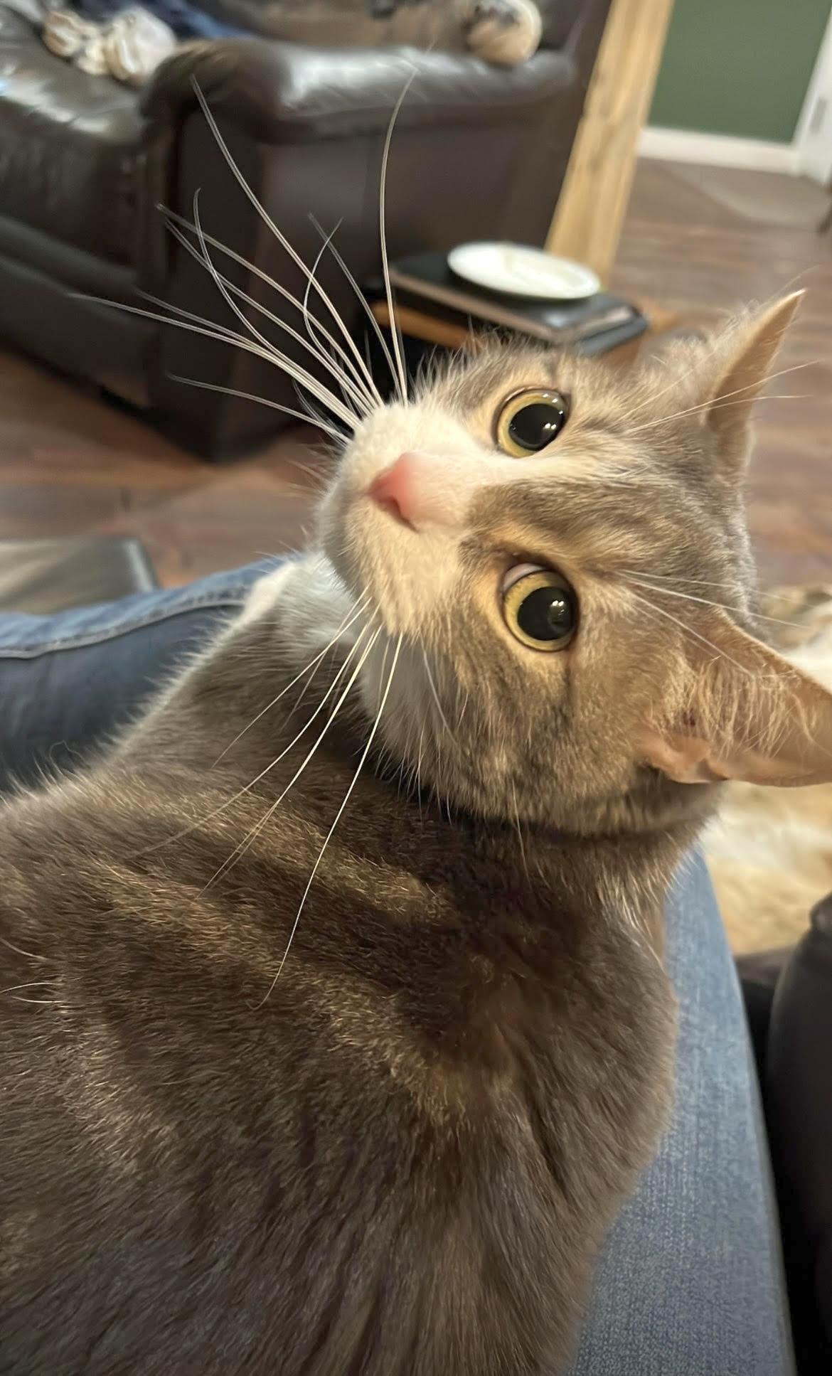 Maxi, Adoptable, Adult Female Domestic Short Hair.