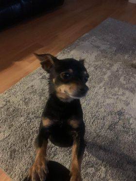 DEXTER, a Adopted Chihuahua in Lodi, CA image 1/18