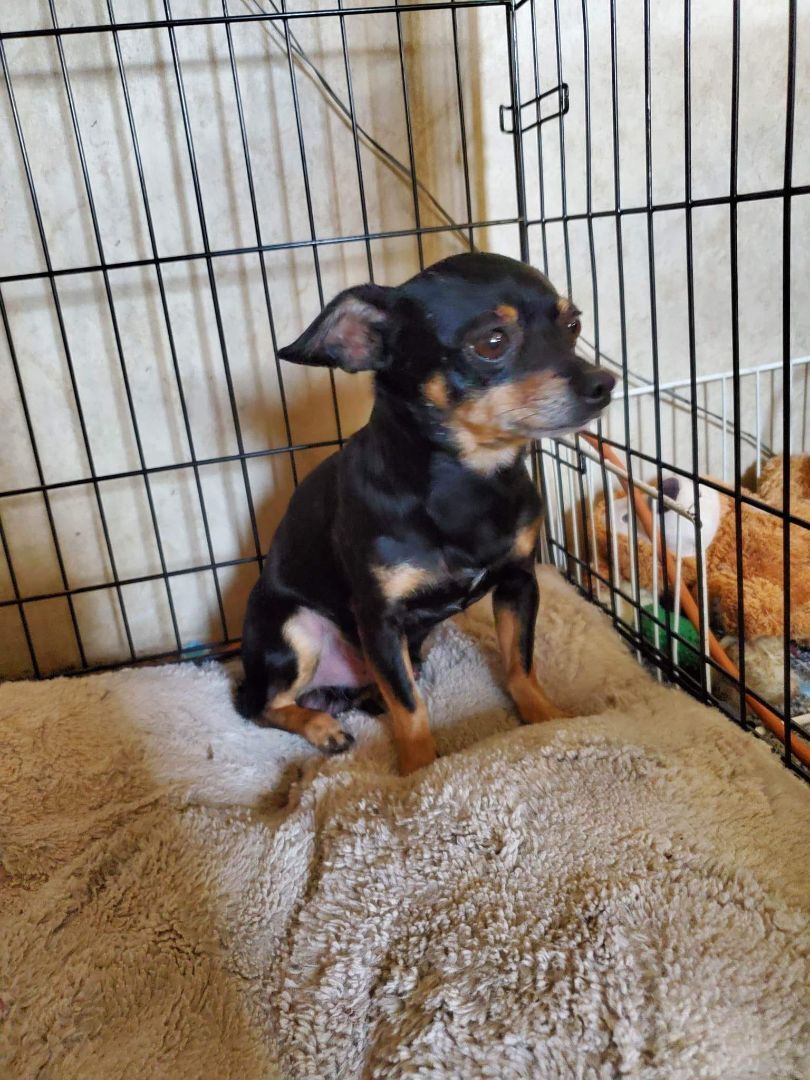 DEXTER, a Adopted Chihuahua in Lodi, CA image 2/18