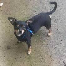 DEXTER, a Adopted Chihuahua in Lodi, CA image 3/18