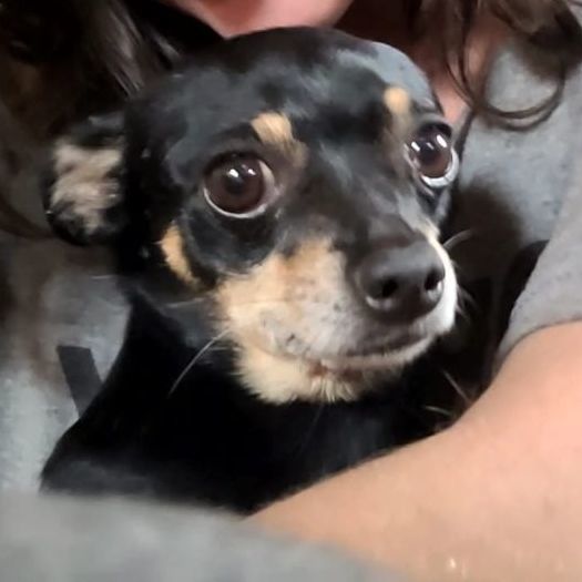 DEXTER, a Adopted Chihuahua in Lodi, CA image 4/18