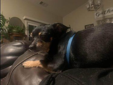 DEXTER, a Adopted Chihuahua in Lodi, CA image 5/18