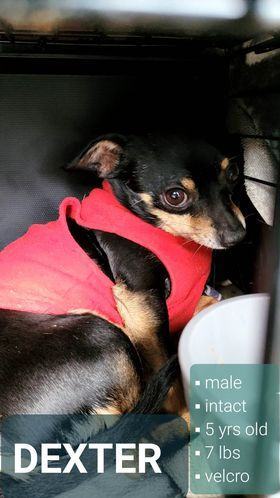 DEXTER, a Adopted Chihuahua in Lodi, CA image 6/18