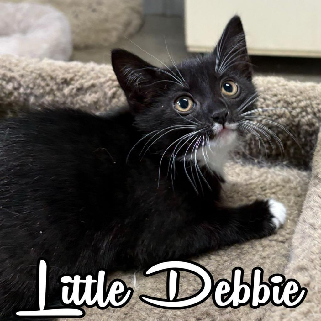 Enlarge Little Debbie, a Adoptable Domestic Short Hair in Hillsboro, OH image 1/2