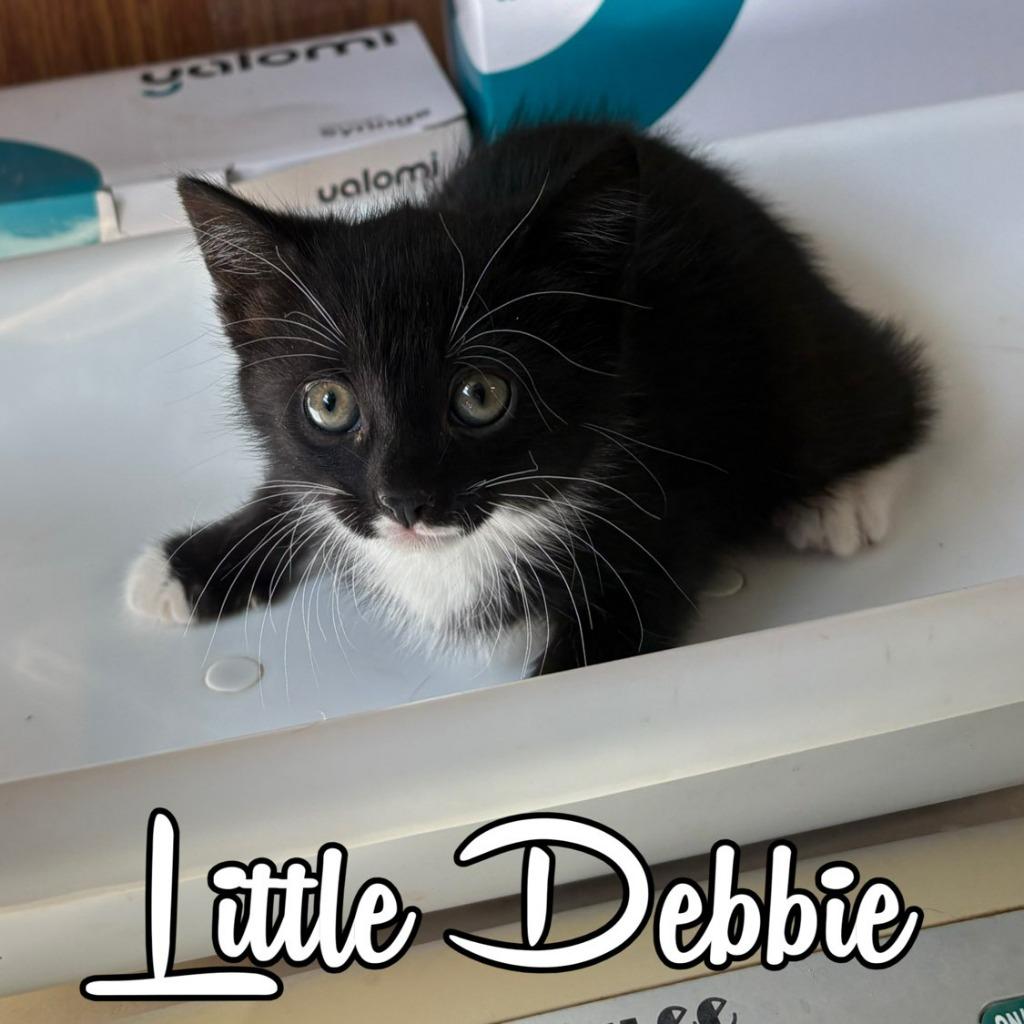 Enlarge Little Debbie, a Adoptable Domestic Short Hair in Hillsboro, OH image 2/2