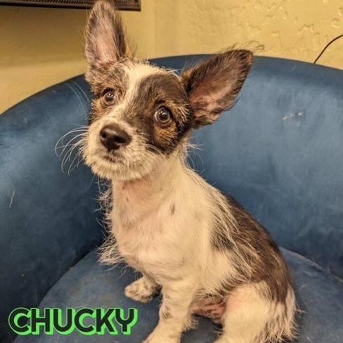 Enlarge Chucky, a Adoptable mixed breed in Gilbert, AZ image 2/2