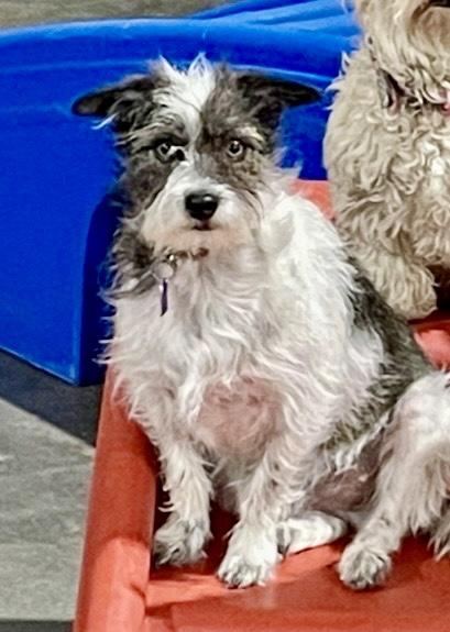 Enlarge Chucky, a Adoptable mixed breed in Gilbert, AZ image 1/2