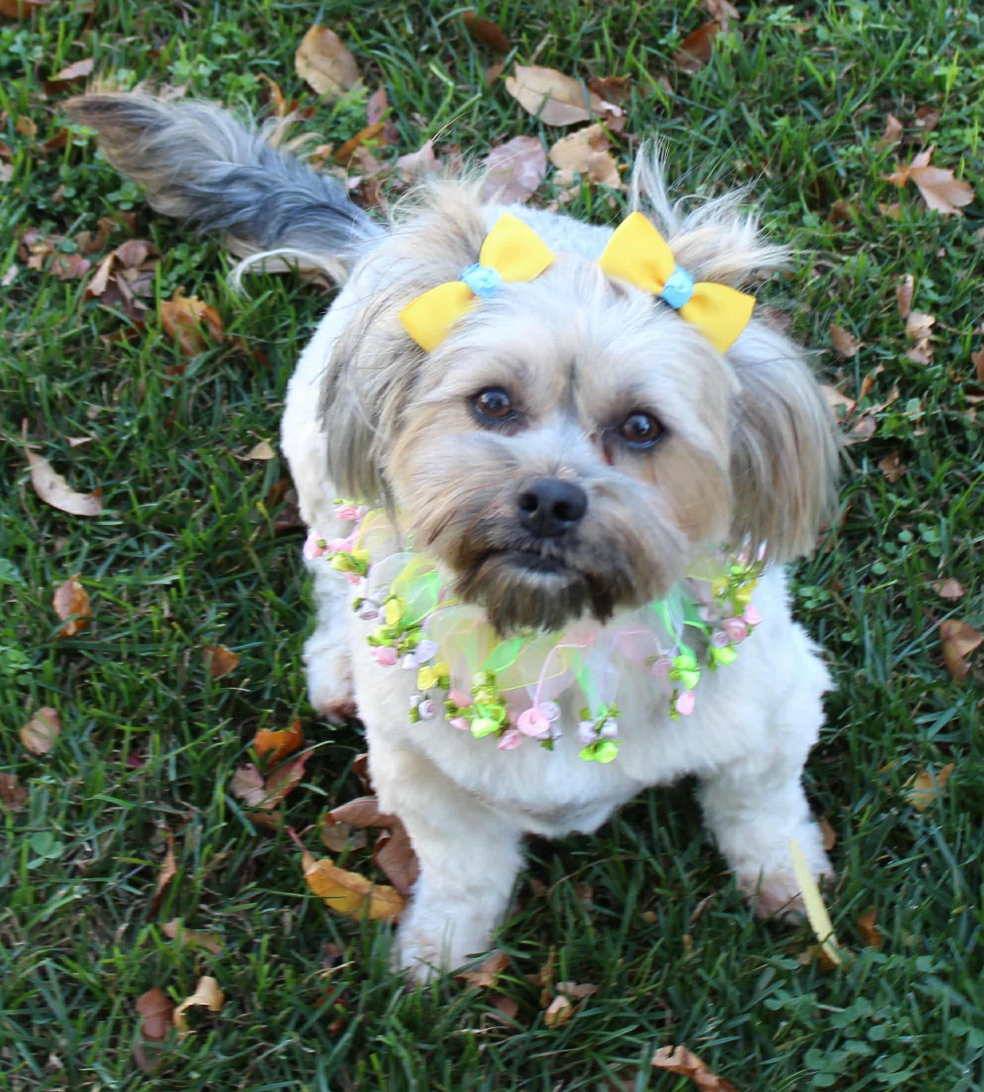 Azalea, adopted, Adult Female Lhasa Apso & Maltese.