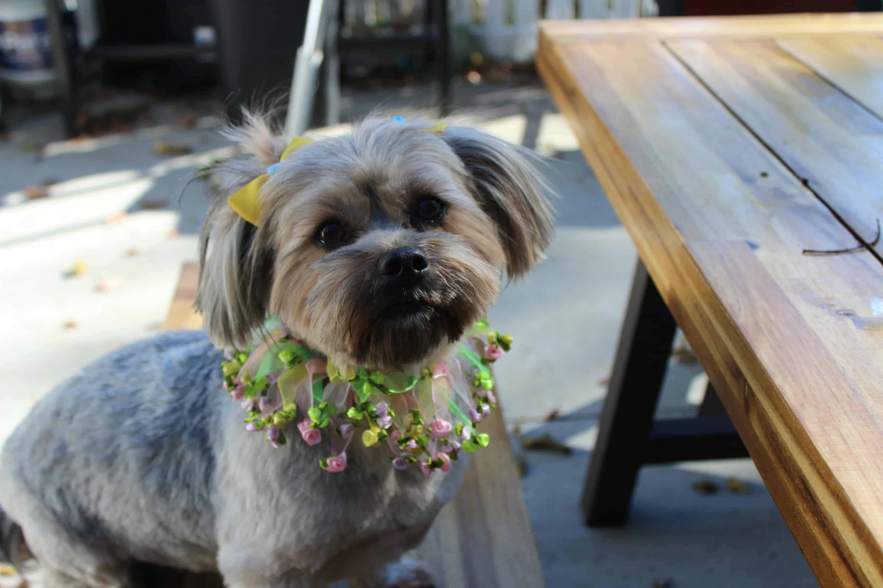 Enlarge Azalea, an adopted mixed breed in Islip Terrace, NY image 2/4