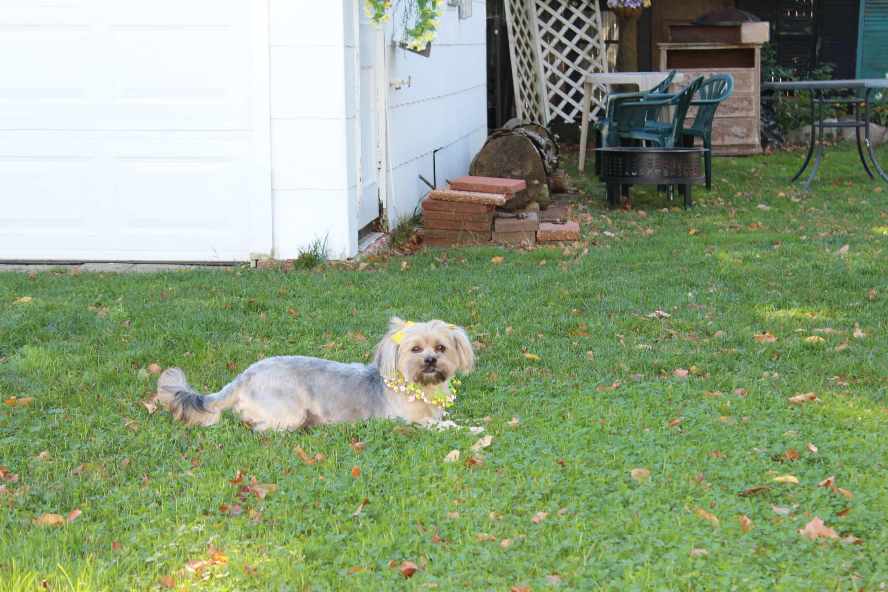 Enlarge Azalea, an adopted mixed breed in Islip Terrace, NY image 3/4