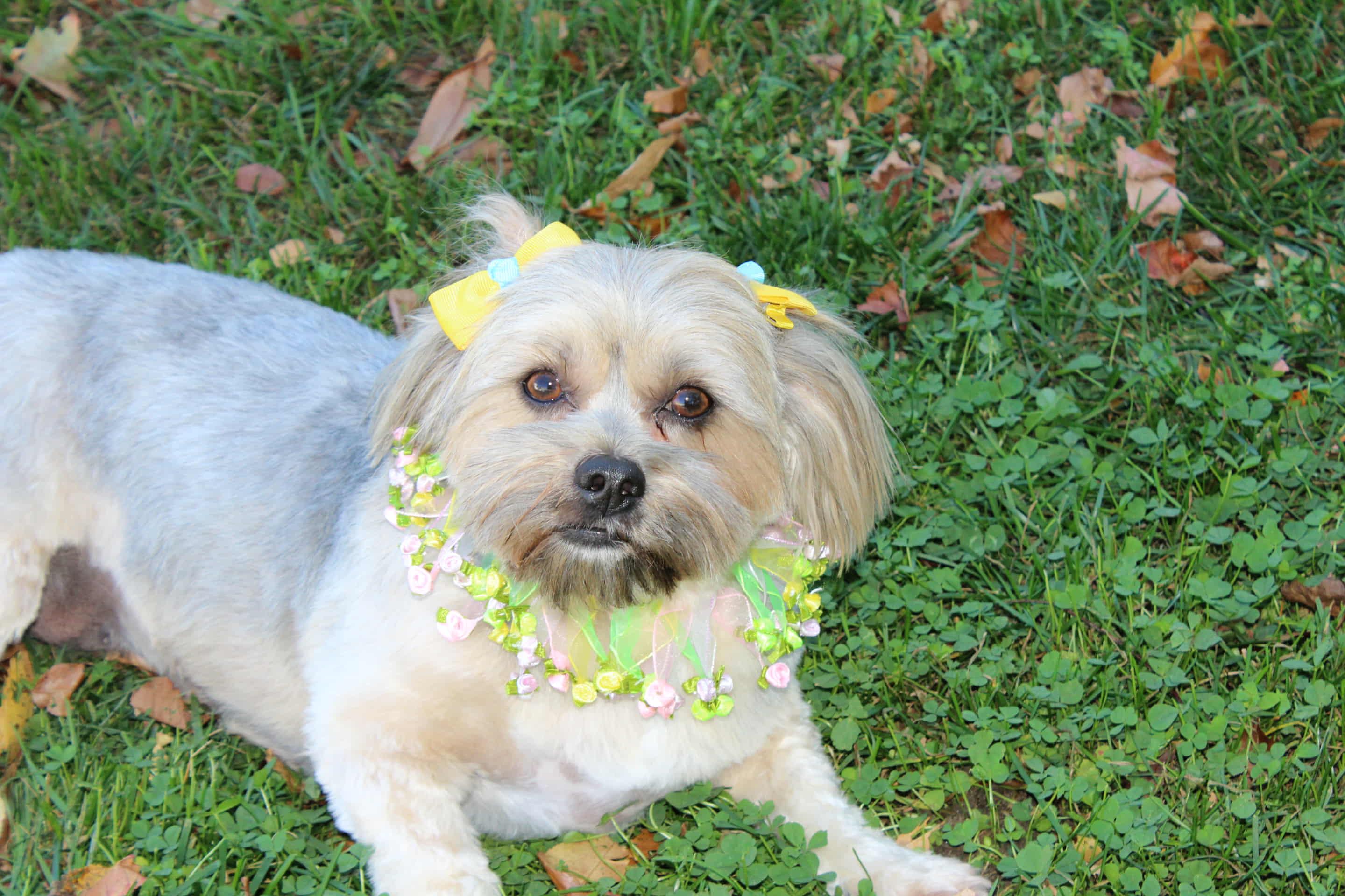 Enlarge Azalea, an adopted mixed breed in Islip Terrace, NY image 4/4