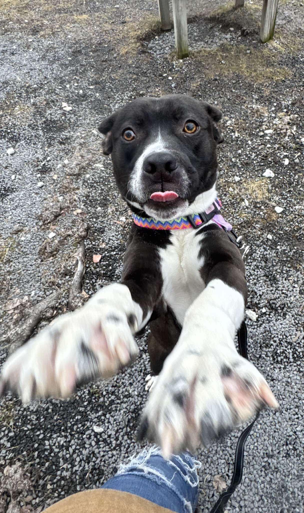 Enlarge Wild child , an adopted mixed breed in Howes Cave, NY image 2/3