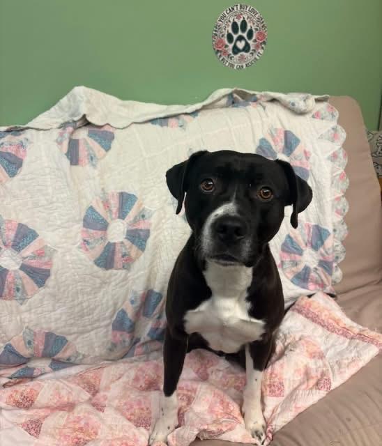 Enlarge Wild child , an adopted mixed breed in Howes Cave, NY image 3/3