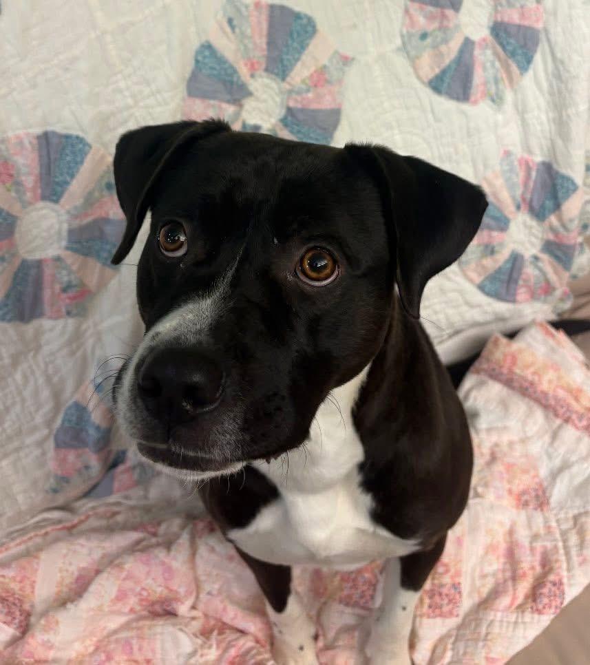 Wild child , adopted, Adult Male Pit Bull Terrier.