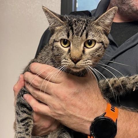WEST-31101, Adoptable, Young Male Domestic Short Hair.