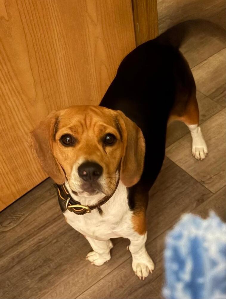 Enlarge Sweetie - adoption pending, a Adoptable Beagle in Shawnee Mission, KS image 1/2