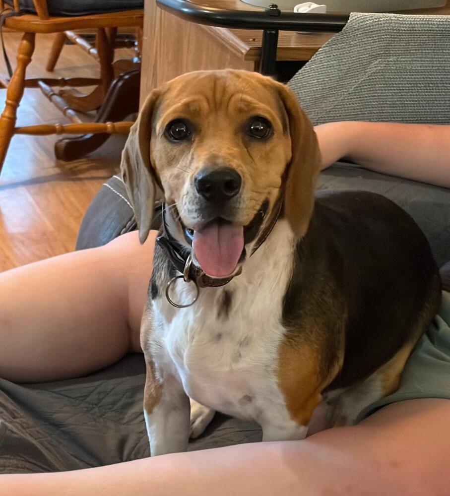 Enlarge Sweetie - adoption pending, a Adoptable Beagle in Shawnee Mission, KS image 2/2