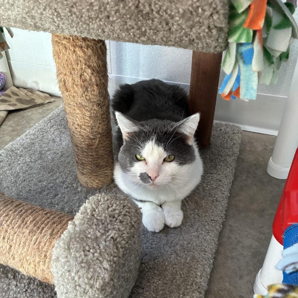 Meatloaf, Adoptable, Adult Male Domestic Short Hair.