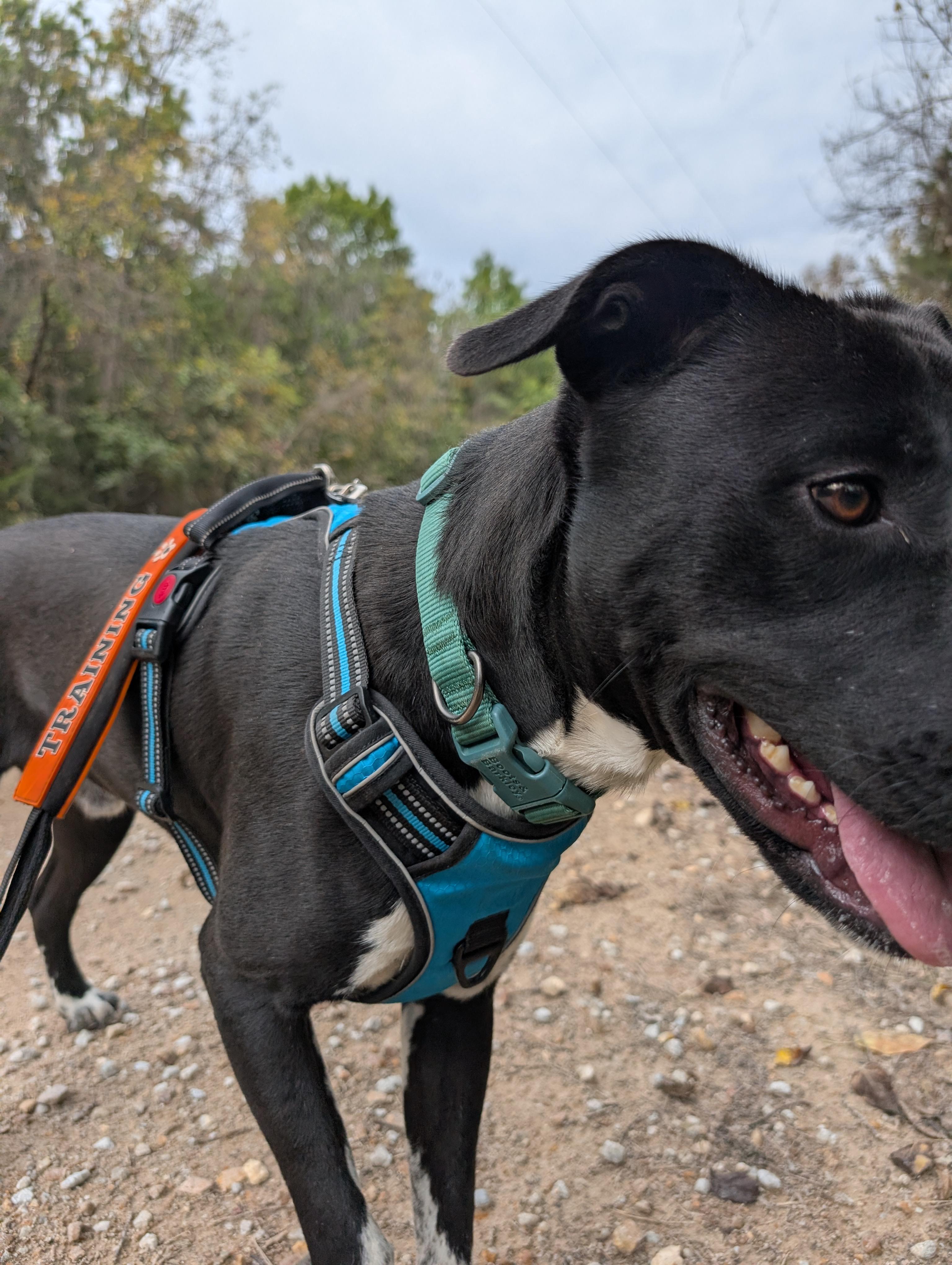 Enlarge Bugsley, a Adoptable Pit Bull Terrier in Osceola, MO image 5/7