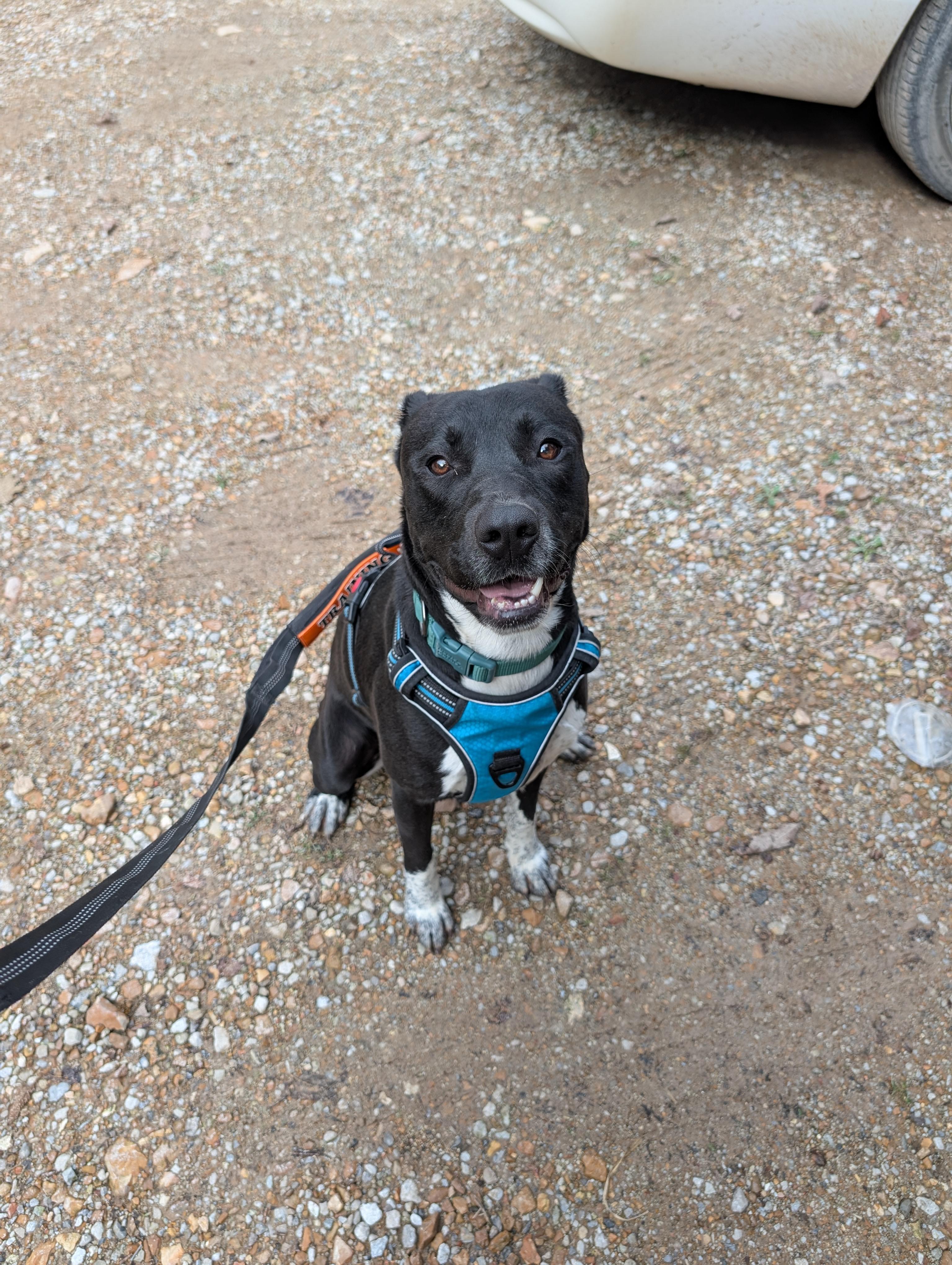 Enlarge Bugsley, a Adoptable Pit Bull Terrier in Osceola, MO image 1/7
