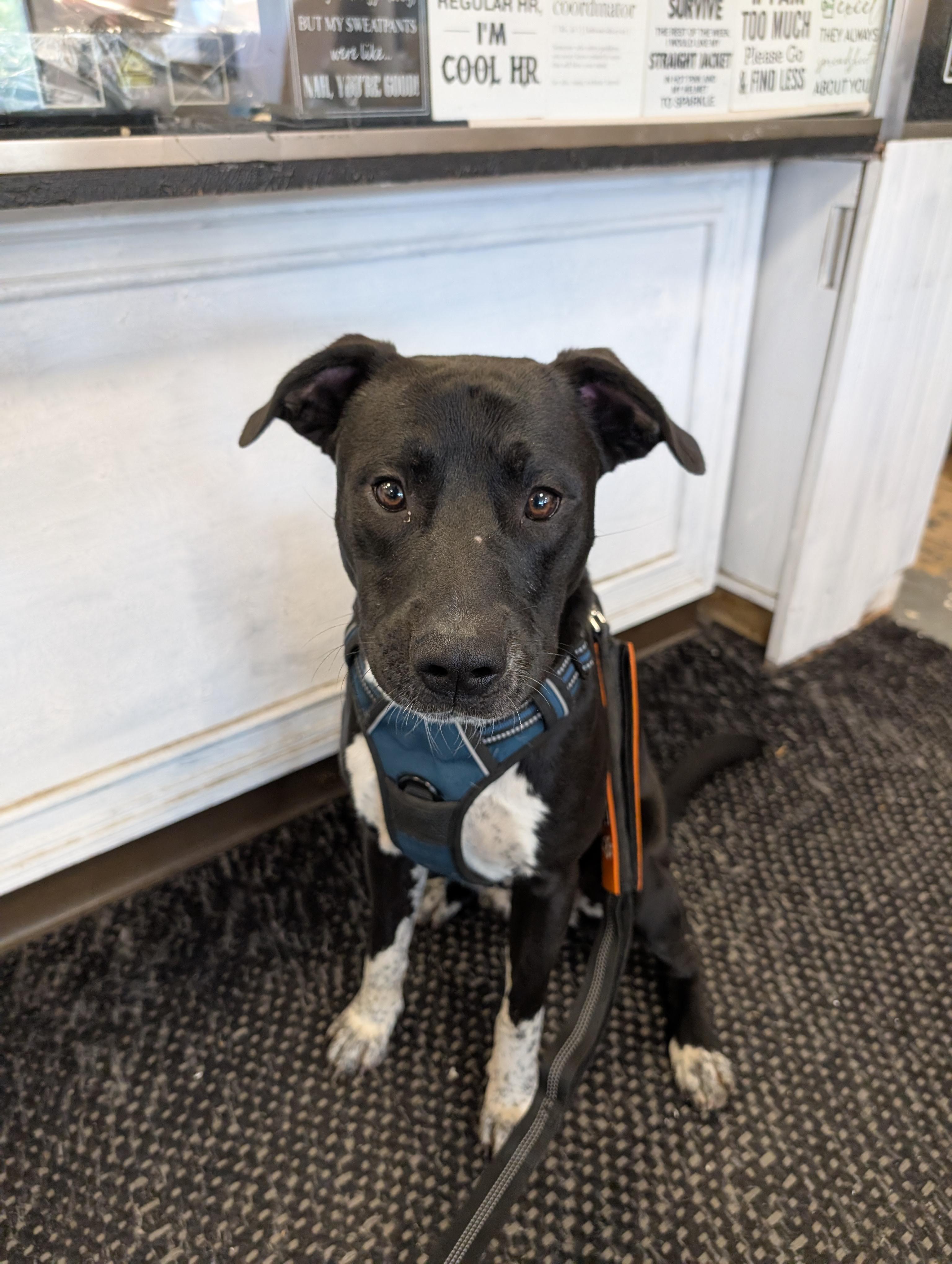 Enlarge Bugsley, a Adoptable Pit Bull Terrier in Osceola, MO image 7/7