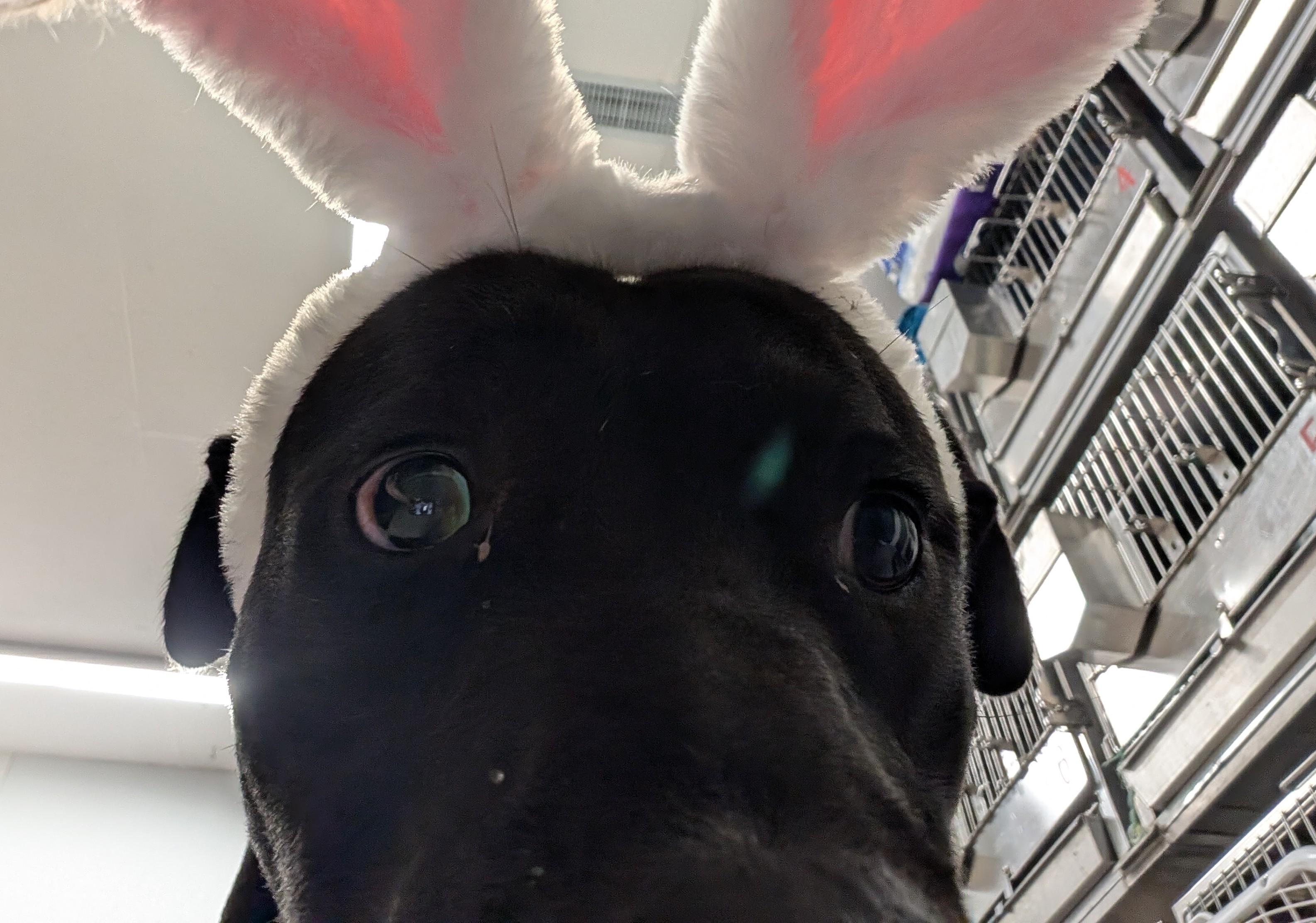 Bugsley, Adoptable, Young Male Pit Bull Terrier.