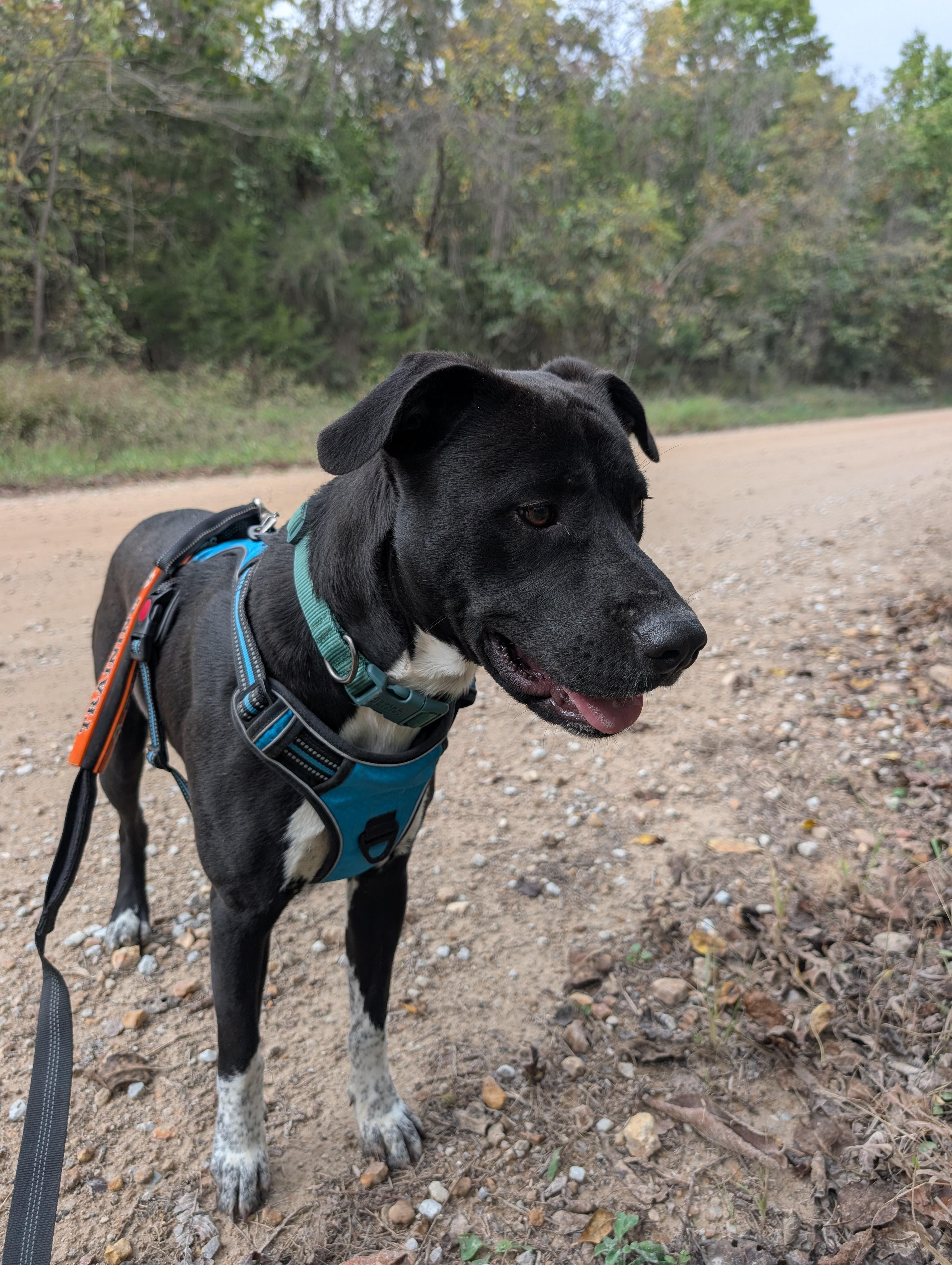 Enlarge Bugsley, a Adoptable Pit Bull Terrier in Osceola, MO image 4/7