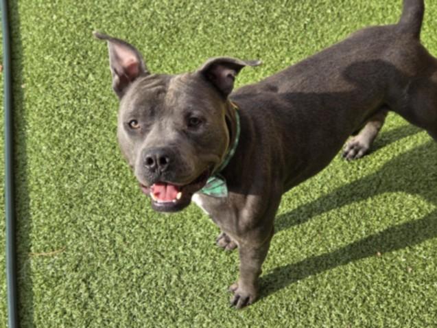 CURTIS, Adoptable, Young Male Pit Bull Terrier.