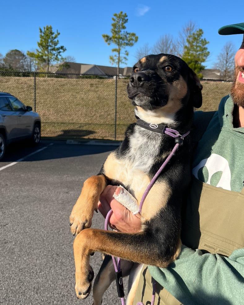 Cider, Adoptable, Young Female Cattle Dog & Mixed Breed.