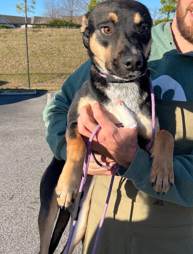 Enlarge Cider, a Adoptable mixed breed in Fayetteville, AR image 2/2