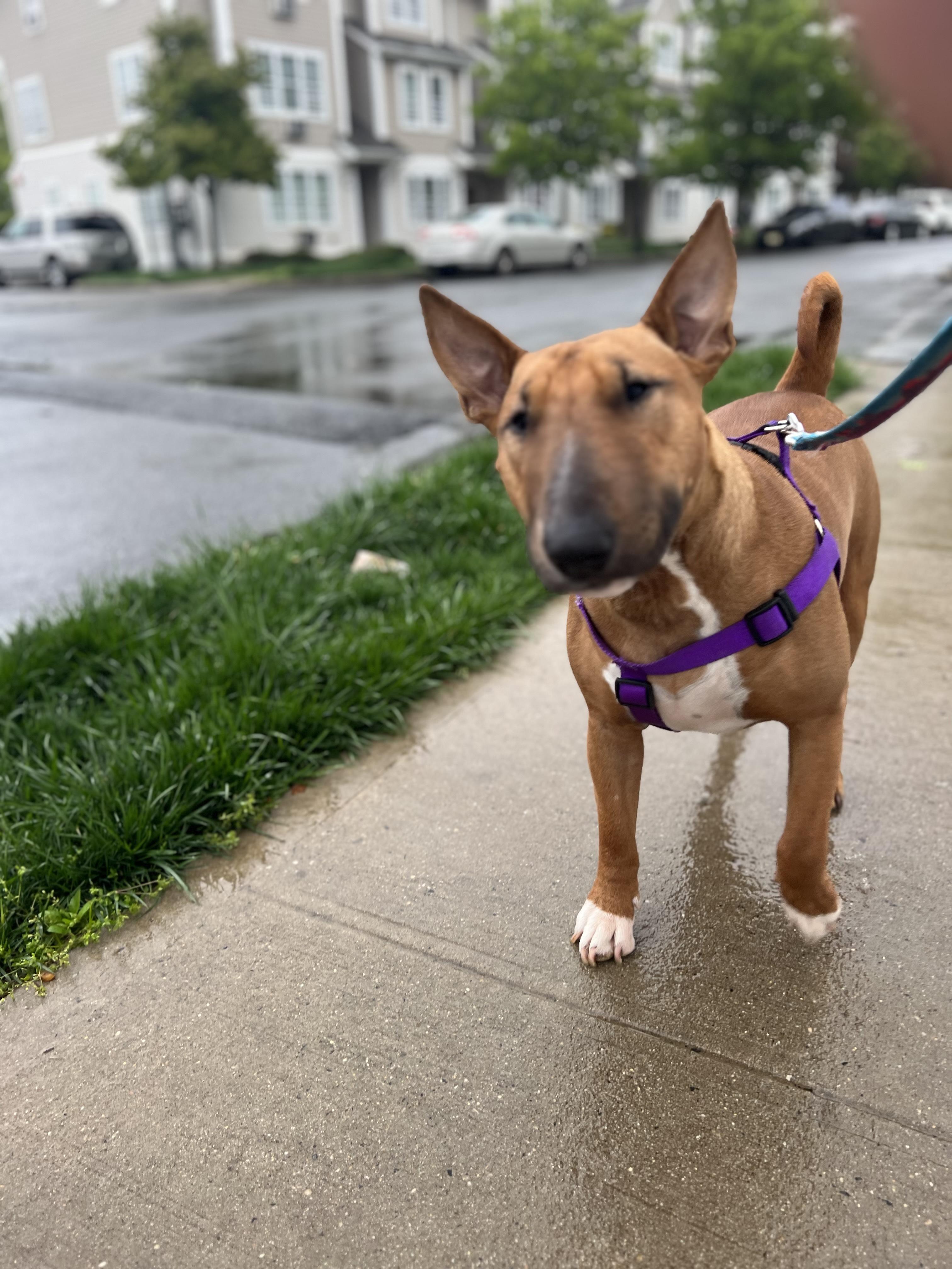 Enlarge 23-034 Bean, a Adopted Bull Terrier in New York, NY image 1/1