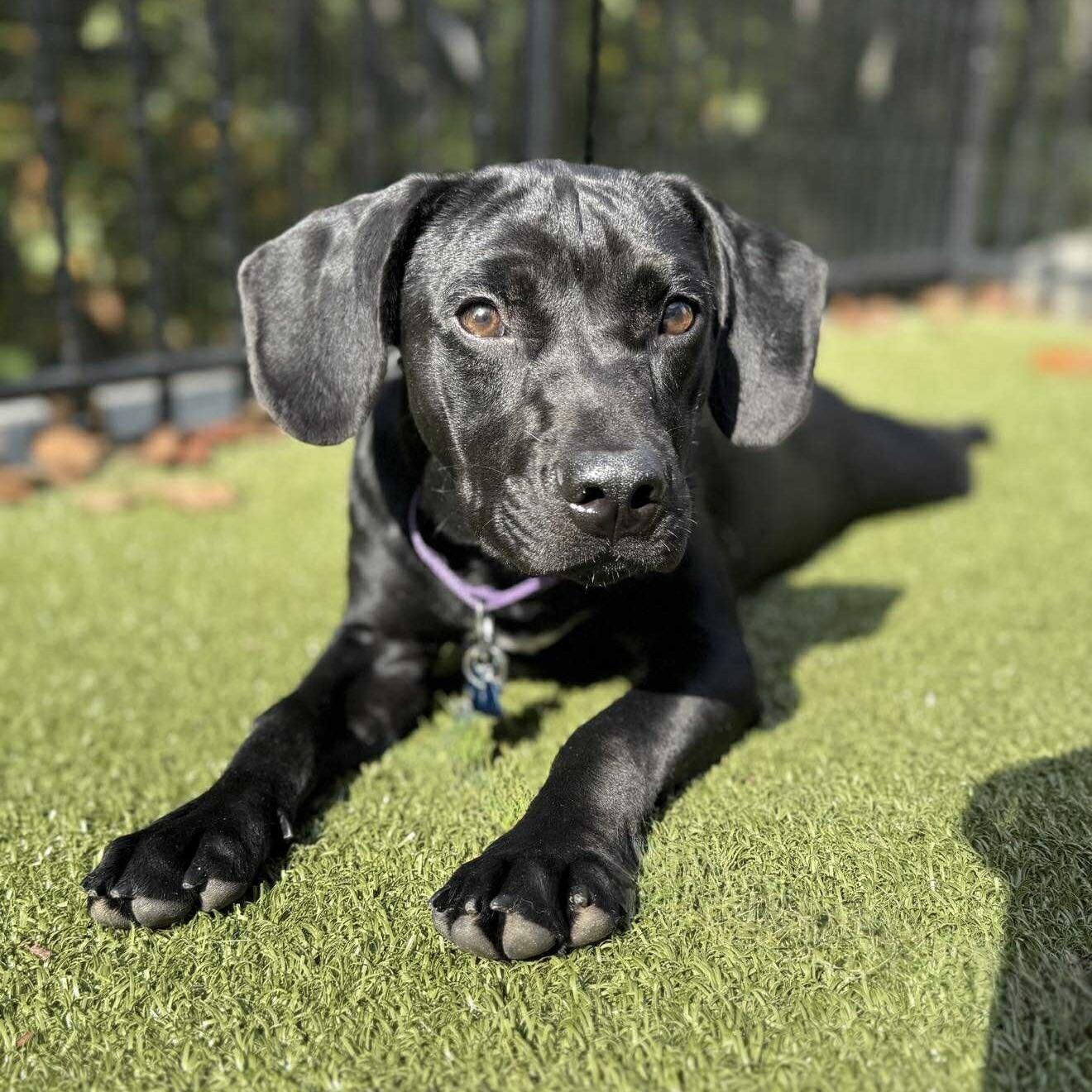 Sammy (20250925-01) — thumbnail 3