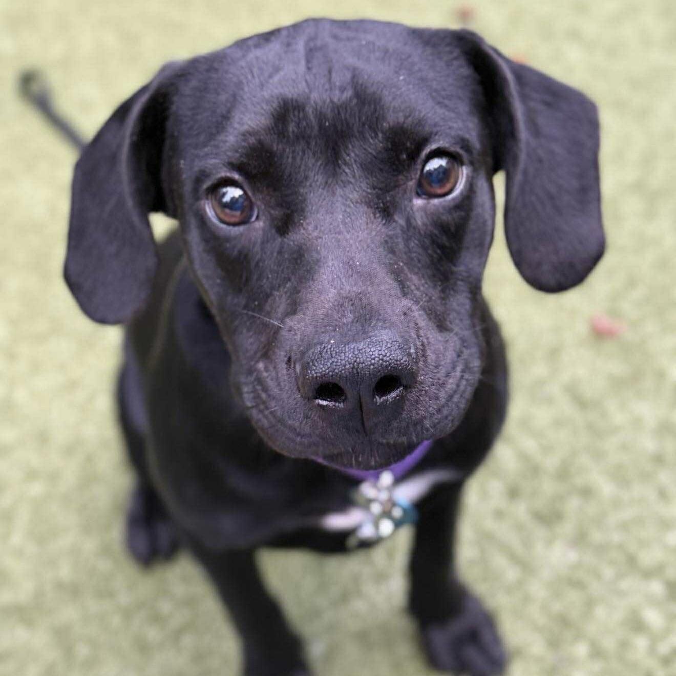 Sammy (20250925-01) — thumbnail 4