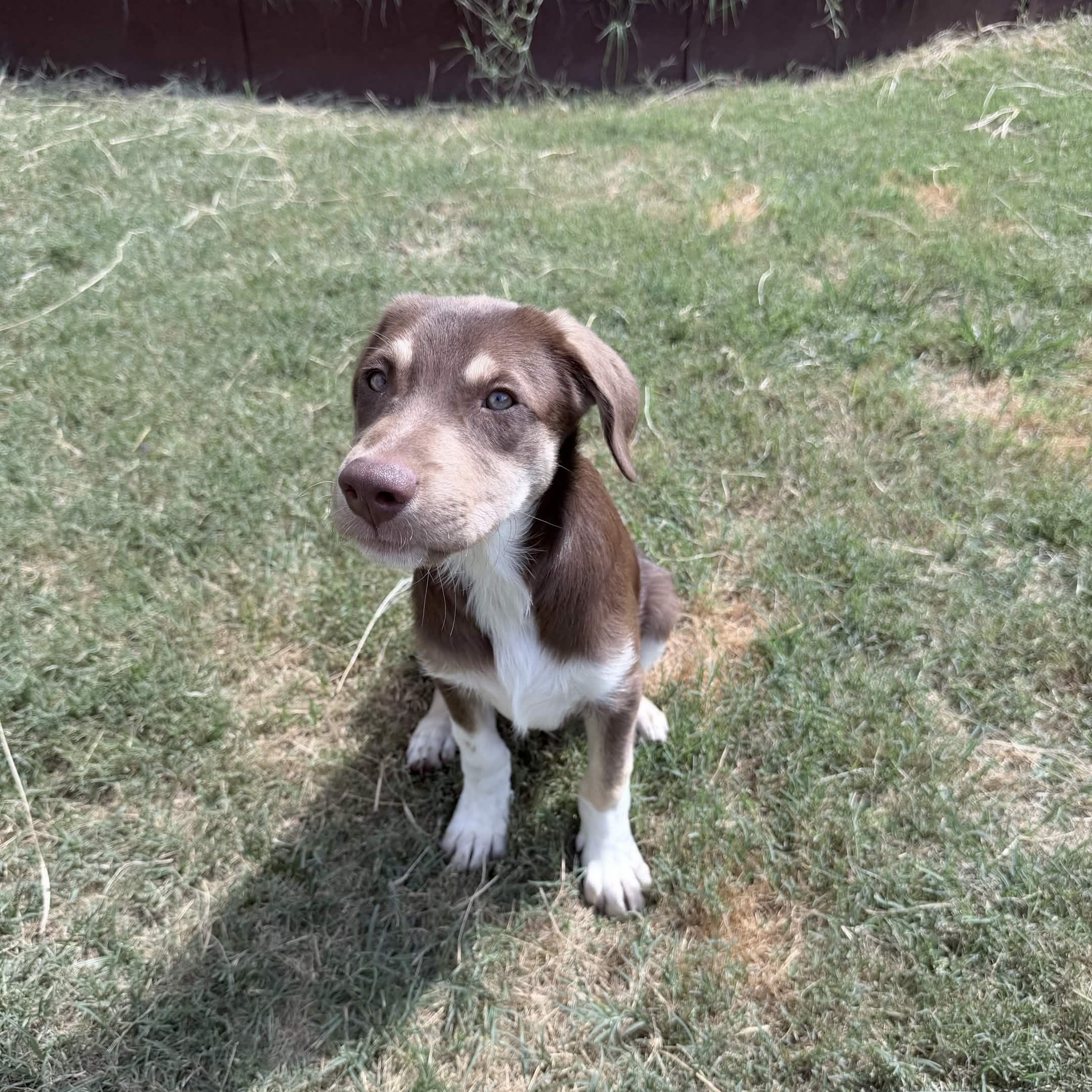 Pear, a Adoptable mixed breed in Austin, TX image 1/5