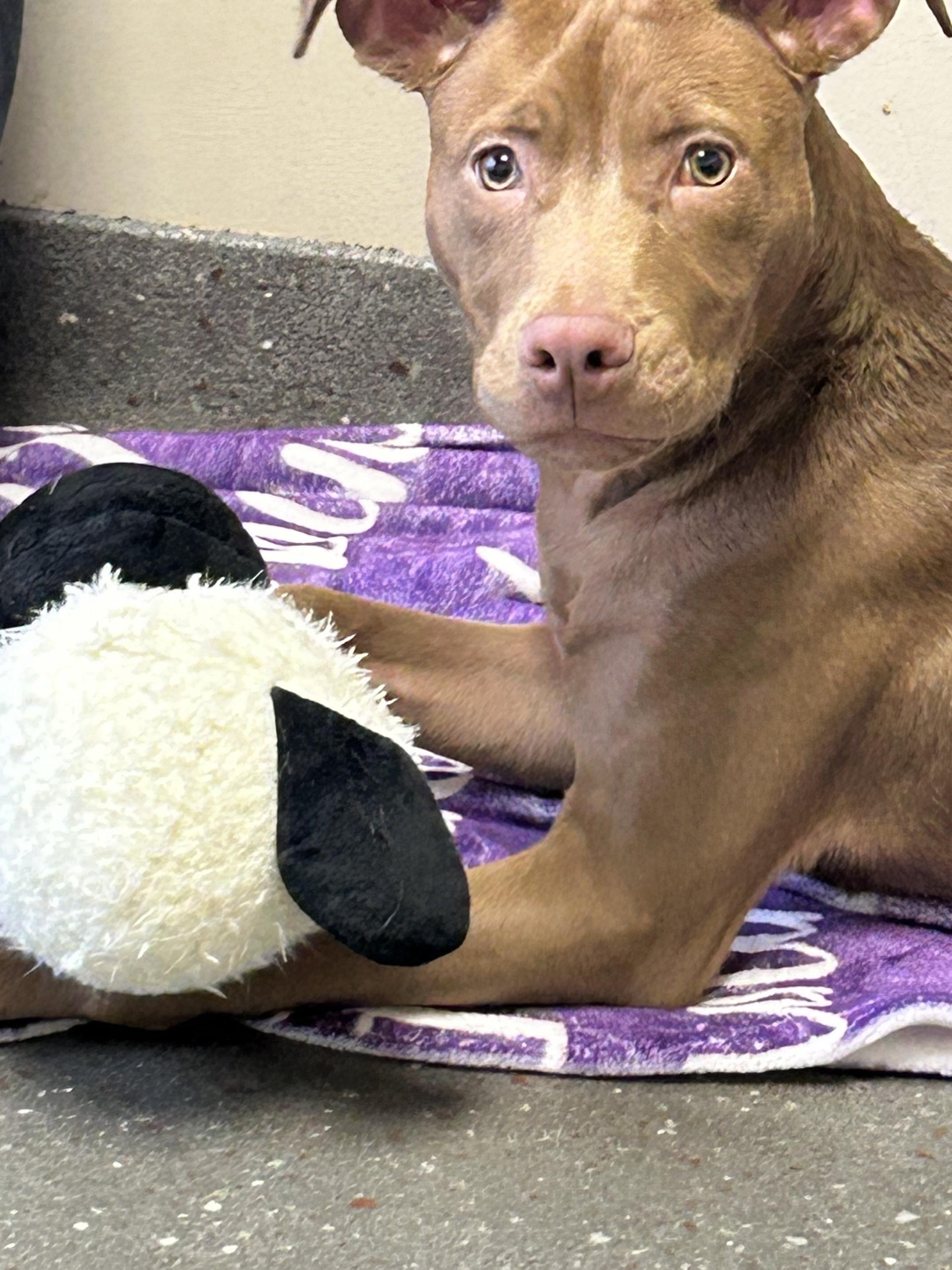 Kane, a Adoptable Pit Bull Terrier in Valparaiso, IN image 3/4