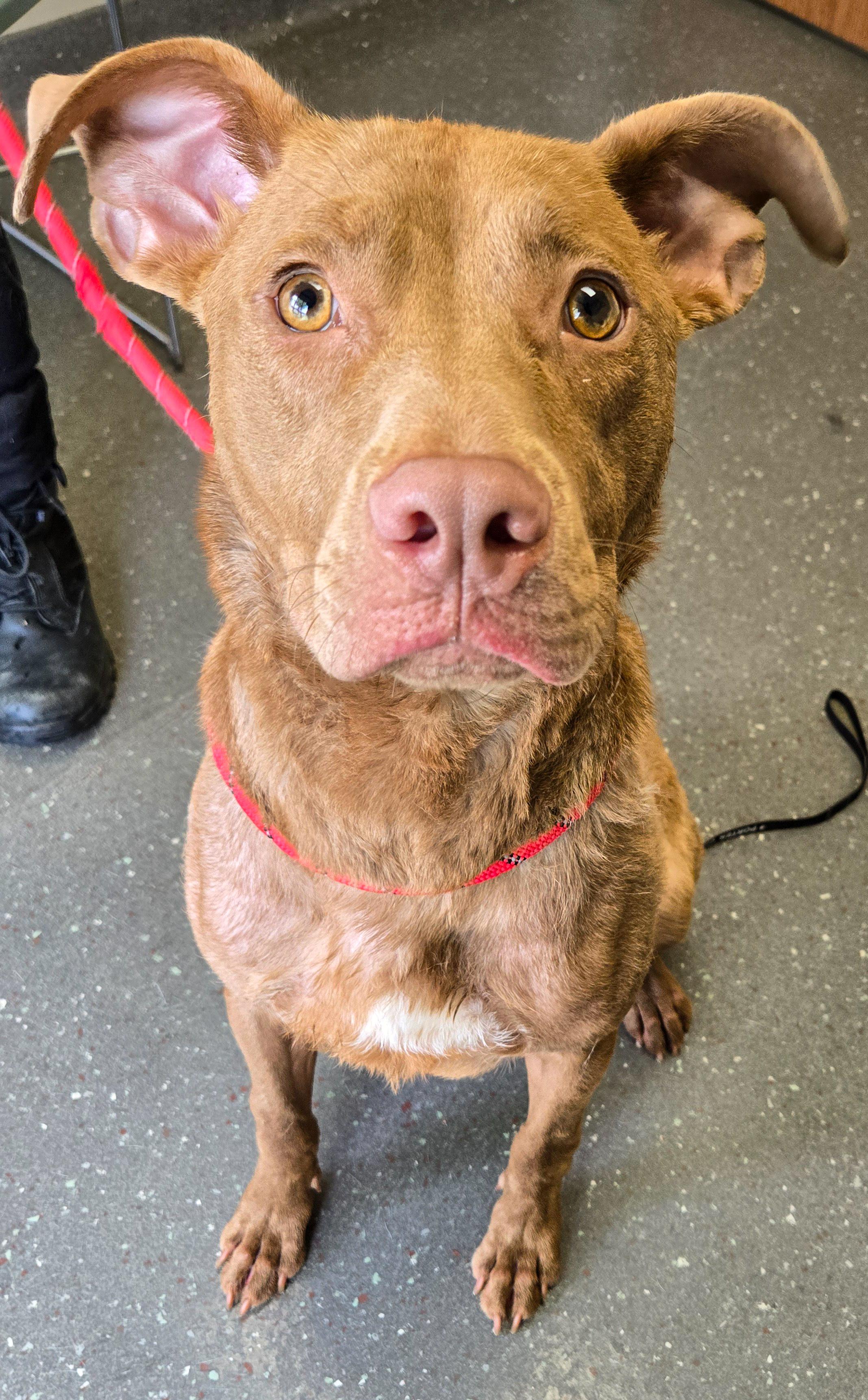 Kane, a Adoptable Pit Bull Terrier in Valparaiso, IN image 2/4