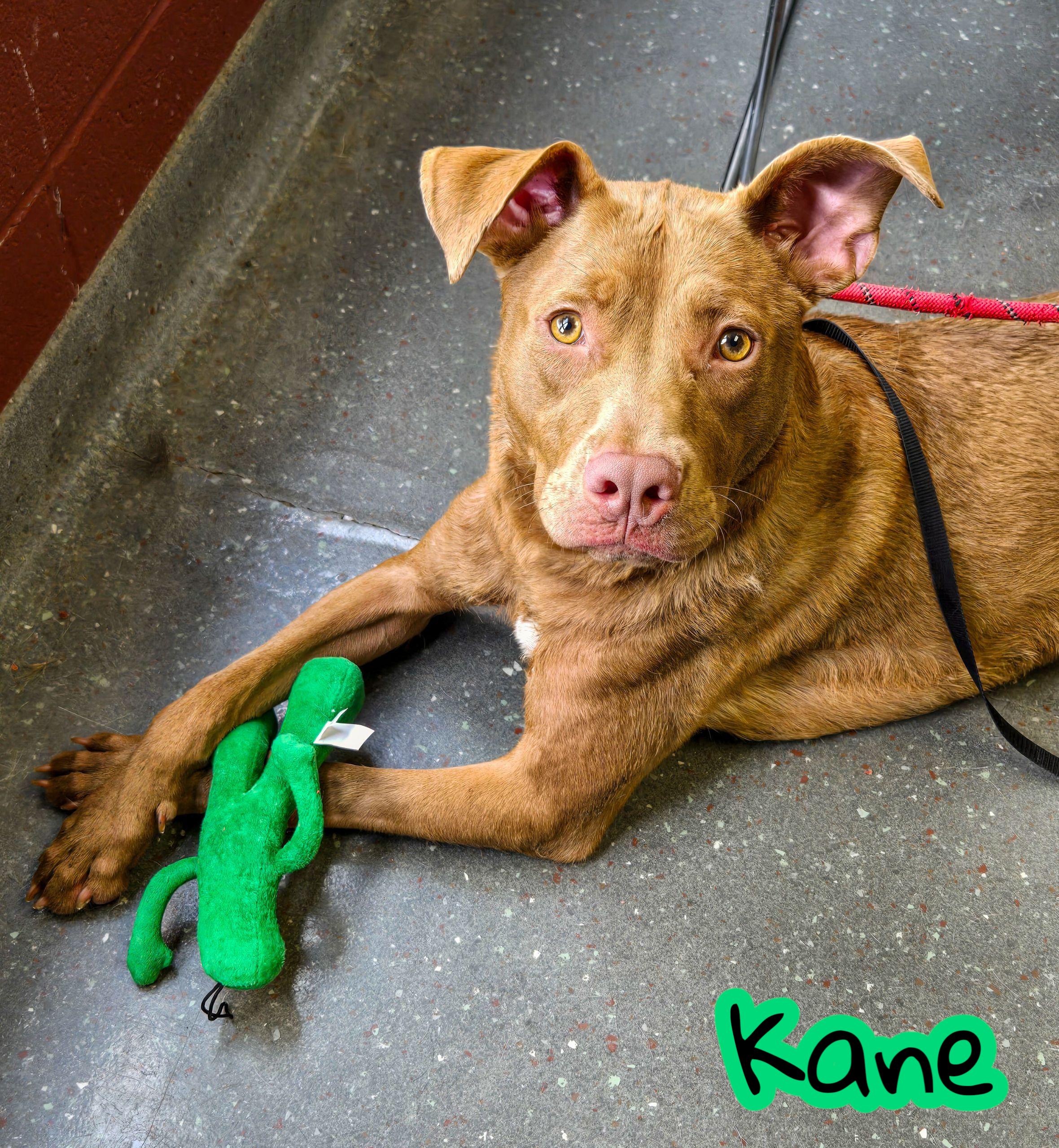 Kane, Adoptable, Young Male Pit Bull Terrier.